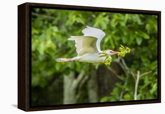 USA, Louisiana, Vermilion Parish. Cattle egret carrying nest material.-Jaynes Gallery-Framed Premier Image Canvas