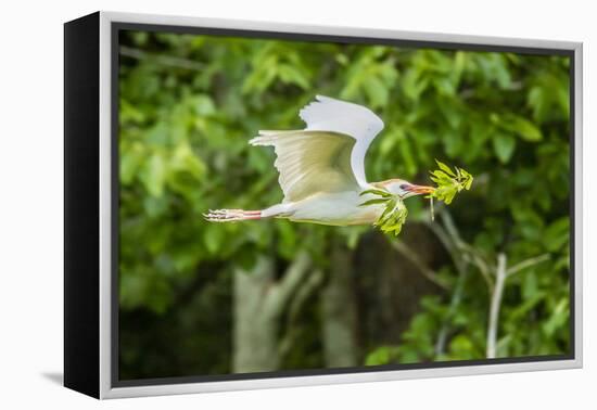 USA, Louisiana, Vermilion Parish. Cattle egret carrying nest material.-Jaynes Gallery-Framed Premier Image Canvas