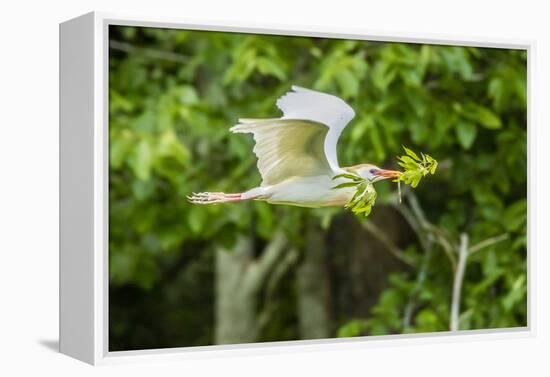 USA, Louisiana, Vermilion Parish. Cattle egret carrying nest material.-Jaynes Gallery-Framed Premier Image Canvas
