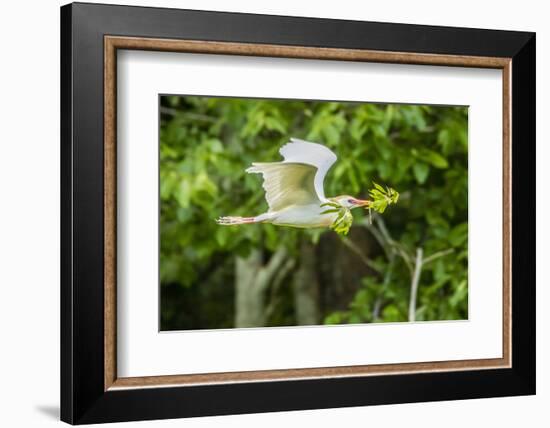 USA, Louisiana, Vermilion Parish. Cattle egret carrying nest material.-Jaynes Gallery-Framed Photographic Print