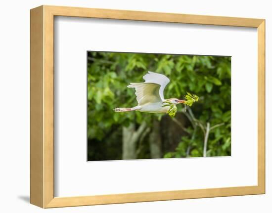 USA, Louisiana, Vermilion Parish. Cattle egret carrying nest material.-Jaynes Gallery-Framed Photographic Print