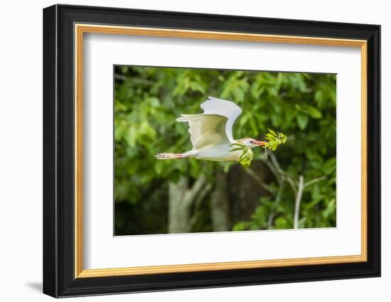 USA, Louisiana, Vermilion Parish. Cattle egret carrying nest material.-Jaynes Gallery-Framed Photographic Print