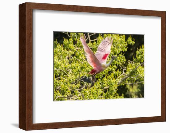 USA, Louisiana, Vermilion Parish. Roseate spoonbill taking flight.-Jaynes Gallery-Framed Photographic Print