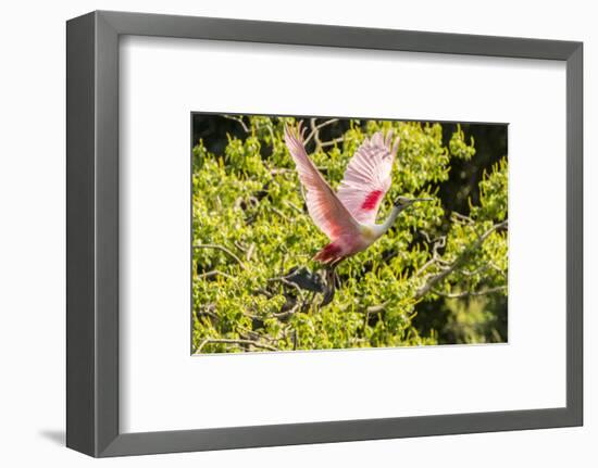 USA, Louisiana, Vermilion Parish. Roseate spoonbill taking flight.-Jaynes Gallery-Framed Photographic Print