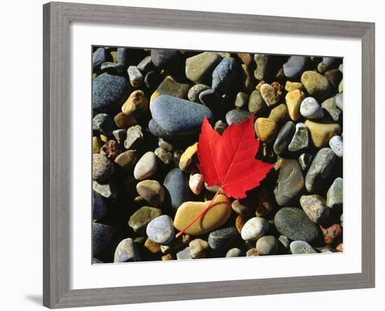 USA, Maine, a Maple Leaf on a Rock Background-Jaynes Gallery-Framed Photographic Print