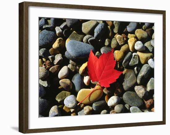 USA, Maine, a Maple Leaf on a Rock Background-Jaynes Gallery-Framed Photographic Print