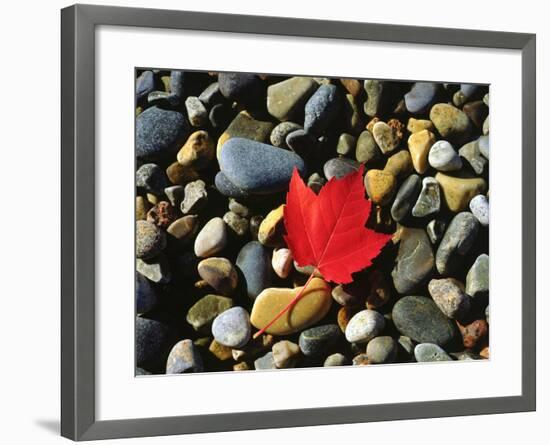 USA, Maine, a Maple Leaf on a Rock Background-Jaynes Gallery-Framed Photographic Print