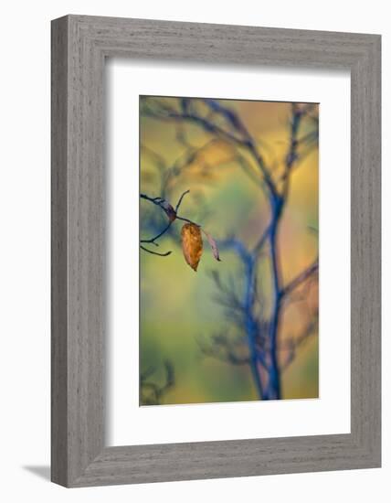 USA, Maine, Acadia National Park. Autumn Leaves and Tree Abstract-Jaynes Gallery-Framed Photographic Print