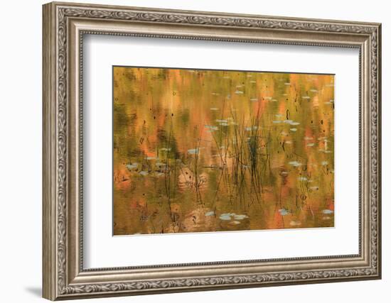 USA, Maine. Acadia National Park, reflections of fall color in a pond.-Joanne Wells-Framed Photographic Print