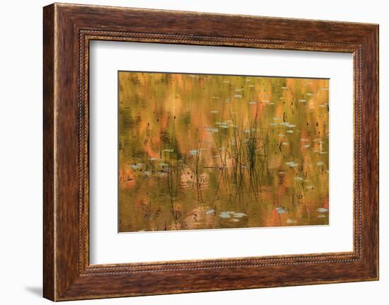 USA, Maine. Acadia National Park, reflections of fall color in a pond.-Joanne Wells-Framed Photographic Print