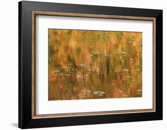 USA, Maine. Acadia National Park, reflections of fall color in a pond.-Joanne Wells-Framed Photographic Print