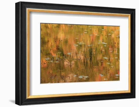 USA, Maine. Acadia National Park, reflections of fall color in a pond.-Joanne Wells-Framed Photographic Print