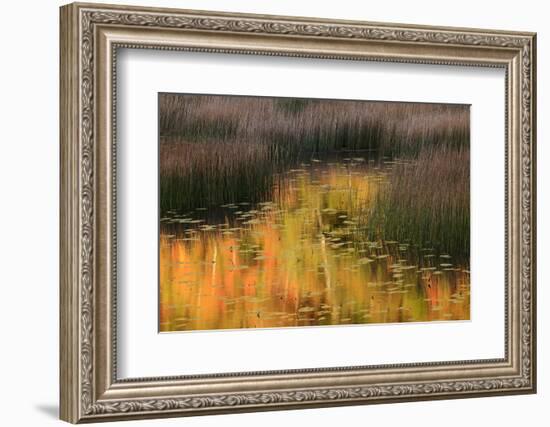 USA, Maine. Acadia National Park, reflections of fall color in a pond.-Joanne Wells-Framed Photographic Print