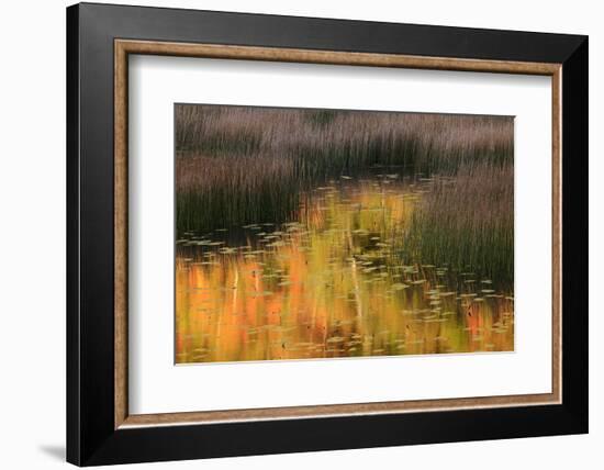 USA, Maine. Acadia National Park, reflections of fall color in a pond.-Joanne Wells-Framed Photographic Print