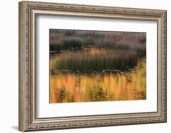 USA, Maine. Acadia National Park, reflections of fall color in a pond.-Joanne Wells-Framed Photographic Print