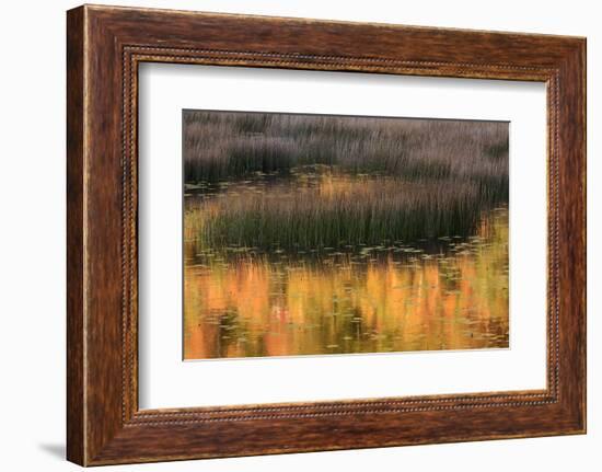 USA, Maine. Acadia National Park, reflections of fall color in a pond.-Joanne Wells-Framed Photographic Print