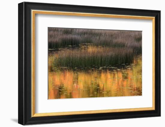 USA, Maine. Acadia National Park, reflections of fall color in a pond.-Joanne Wells-Framed Photographic Print