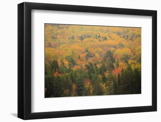 USA, Maine, Acadia NP, Fall Foliage at Acadia NP-Joanne Wells-Framed Photographic Print