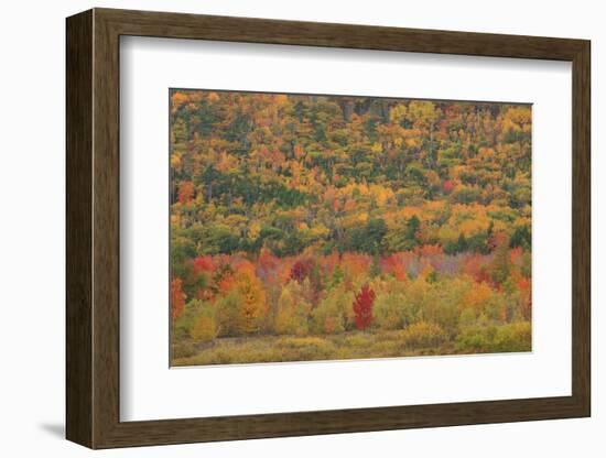 USA, Maine, Acadia NP, Fall Foliage at Acadia NP-Joanne Wells-Framed Photographic Print