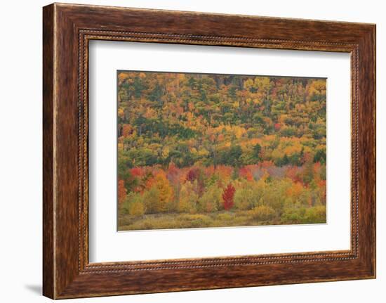 USA, Maine, Acadia NP, Fall Foliage at Acadia NP-Joanne Wells-Framed Photographic Print