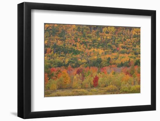 USA, Maine, Acadia NP, Fall Foliage at Acadia NP-Joanne Wells-Framed Photographic Print