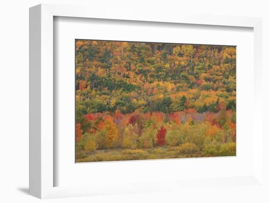 USA, Maine, Acadia NP, Fall Foliage at Acadia NP-Joanne Wells-Framed Photographic Print