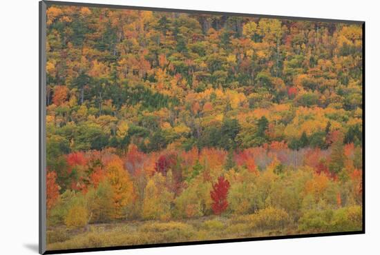 USA, Maine, Acadia NP, Fall Foliage at Acadia NP-Joanne Wells-Mounted Photographic Print