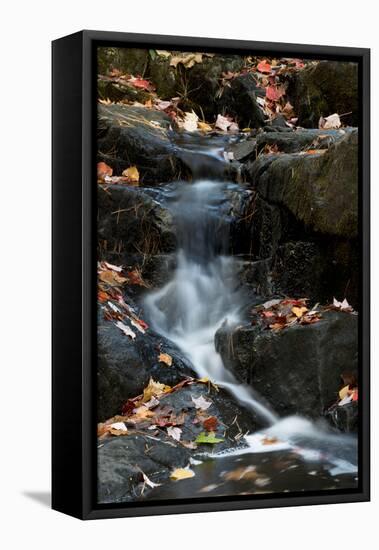 USA, Maine. Autumn leaves along small waterfall on Duck Brook, Acadia National Park.-Judith Zimmerman-Framed Premier Image Canvas