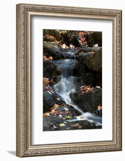 USA, Maine. Autumn leaves along small waterfall on Duck Brook, Acadia National Park.-Judith Zimmerman-Framed Photographic Print