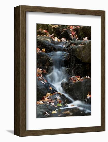 USA, Maine. Autumn leaves along small waterfall on Duck Brook, Acadia National Park.-Judith Zimmerman-Framed Photographic Print