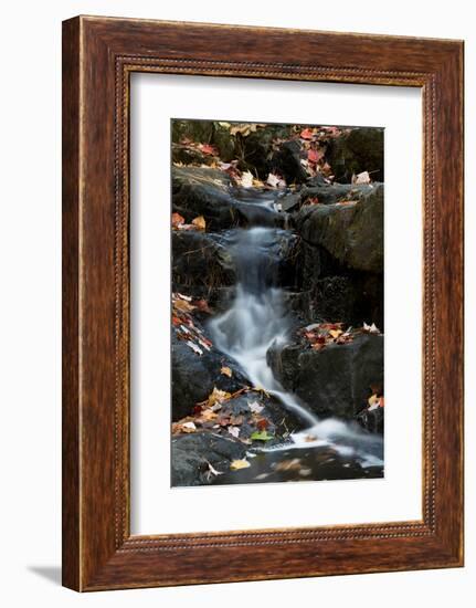 USA, Maine. Autumn leaves along small waterfall on Duck Brook, Acadia National Park.-Judith Zimmerman-Framed Photographic Print
