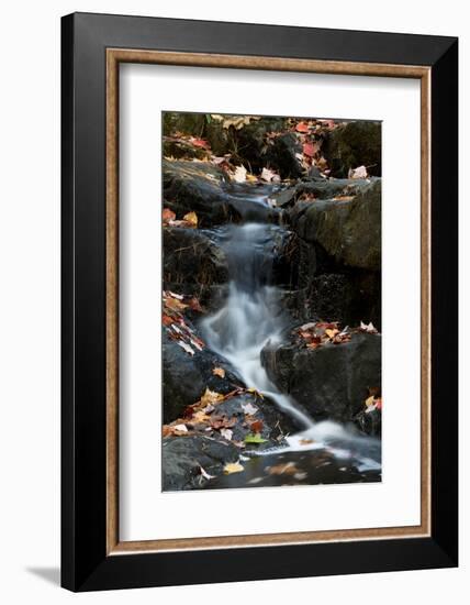 USA, Maine. Autumn leaves along small waterfall on Duck Brook, Acadia National Park.-Judith Zimmerman-Framed Photographic Print