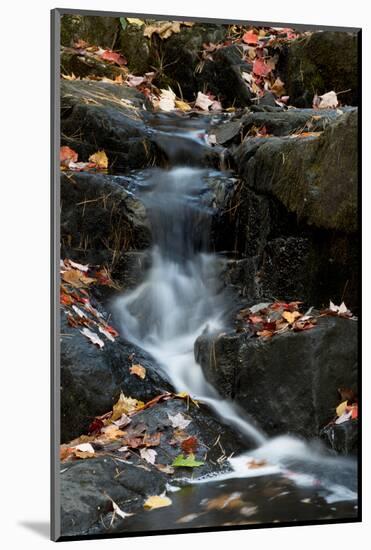 USA, Maine. Autumn leaves along small waterfall on Duck Brook, Acadia National Park.-Judith Zimmerman-Mounted Photographic Print