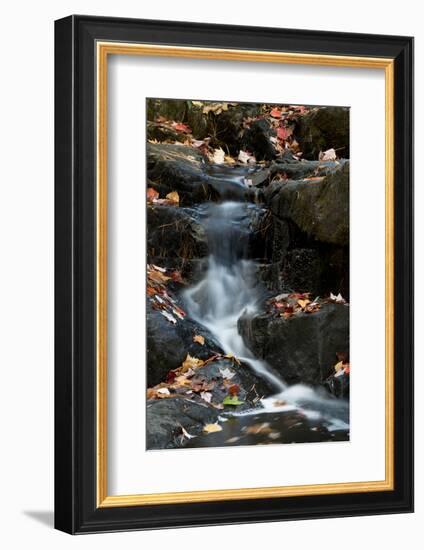USA, Maine. Autumn leaves along small waterfall on Duck Brook, Acadia National Park.-Judith Zimmerman-Framed Photographic Print