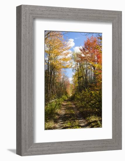 USA, Maine, Bar Harbor. Path in Fall Colors of Red and Gold Foliage-Bill Bachmann-Framed Photographic Print