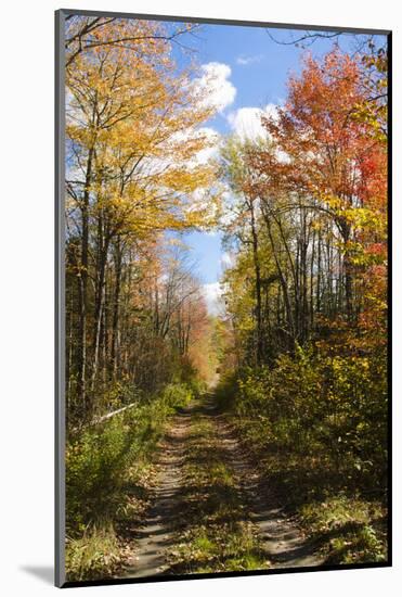 USA, Maine, Bar Harbor. Path in Fall Colors of Red and Gold Foliage-Bill Bachmann-Mounted Photographic Print