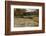 USA, Maine, Bethel. Newry Covered Bridge over River in Autumn-Bill Bachmann-Framed Photographic Print