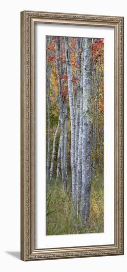 USA, Maine. Colorful autumn foliage in the forests of Sieur de Monts.-Judith Zimmerman-Framed Photographic Print