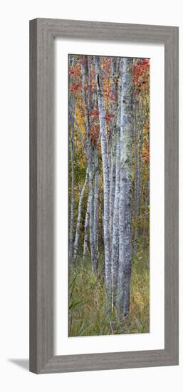 USA, Maine. Colorful autumn foliage in the forests of Sieur de Monts.-Judith Zimmerman-Framed Photographic Print