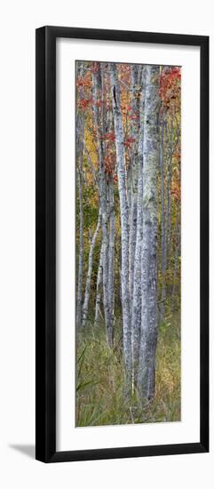 USA, Maine. Colorful autumn foliage in the forests of Sieur de Monts.-Judith Zimmerman-Framed Photographic Print