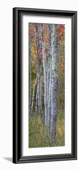 USA, Maine. Colorful autumn foliage in the forests of Sieur de Monts.-Judith Zimmerman-Framed Photographic Print