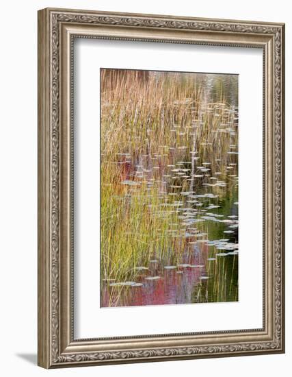 USA, Maine. Grasses and lily pads on New Mills Meadow Pond, Acadia National Park.-Judith Zimmerman-Framed Photographic Print