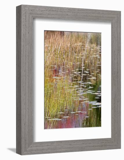 USA, Maine. Grasses and lily pads on New Mills Meadow Pond, Acadia National Park.-Judith Zimmerman-Framed Photographic Print