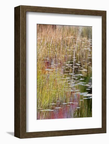 USA, Maine. Grasses and lily pads on New Mills Meadow Pond, Acadia National Park.-Judith Zimmerman-Framed Photographic Print