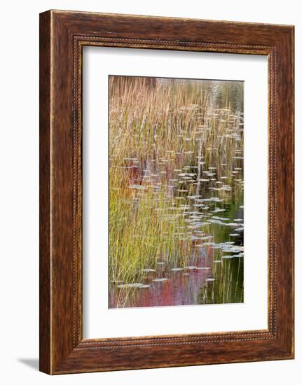 USA, Maine. Grasses and lily pads on New Mills Meadow Pond, Acadia National Park.-Judith Zimmerman-Framed Photographic Print