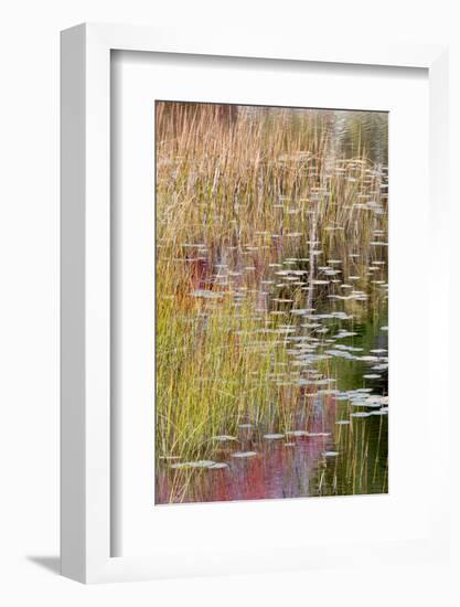 USA, Maine. Grasses and lily pads on New Mills Meadow Pond, Acadia National Park.-Judith Zimmerman-Framed Photographic Print