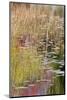 USA, Maine. Grasses and lily pads on New Mills Meadow Pond, Acadia National Park.-Judith Zimmerman-Mounted Photographic Print