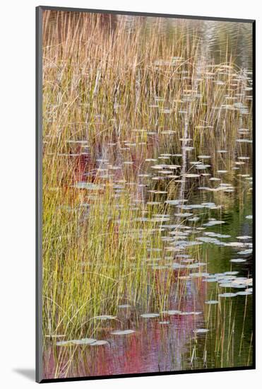 USA, Maine. Grasses and lily pads on New Mills Meadow Pond, Acadia National Park.-Judith Zimmerman-Mounted Photographic Print