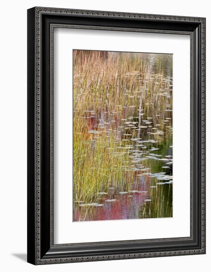 USA, Maine. Grasses and lily pads on New Mills Meadow Pond, Acadia National Park.-Judith Zimmerman-Framed Photographic Print