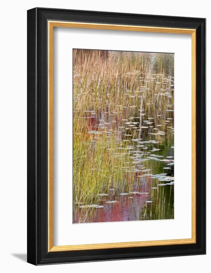 USA, Maine. Grasses and lily pads on New Mills Meadow Pond, Acadia National Park.-Judith Zimmerman-Framed Photographic Print